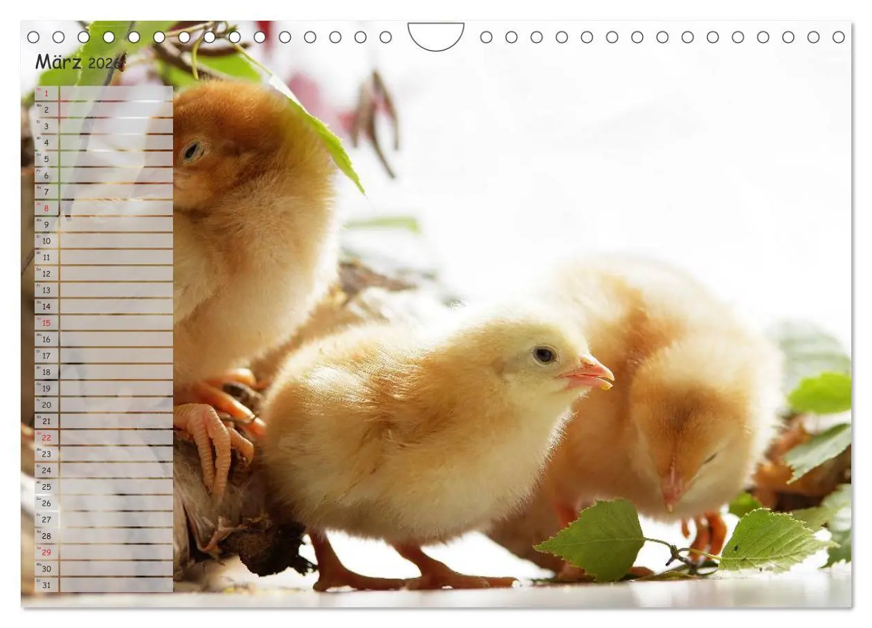Bild: 9783516042559 | Tierisches aus der Küken-Welt (Wandkalender 2026 DIN A4 quer),...
