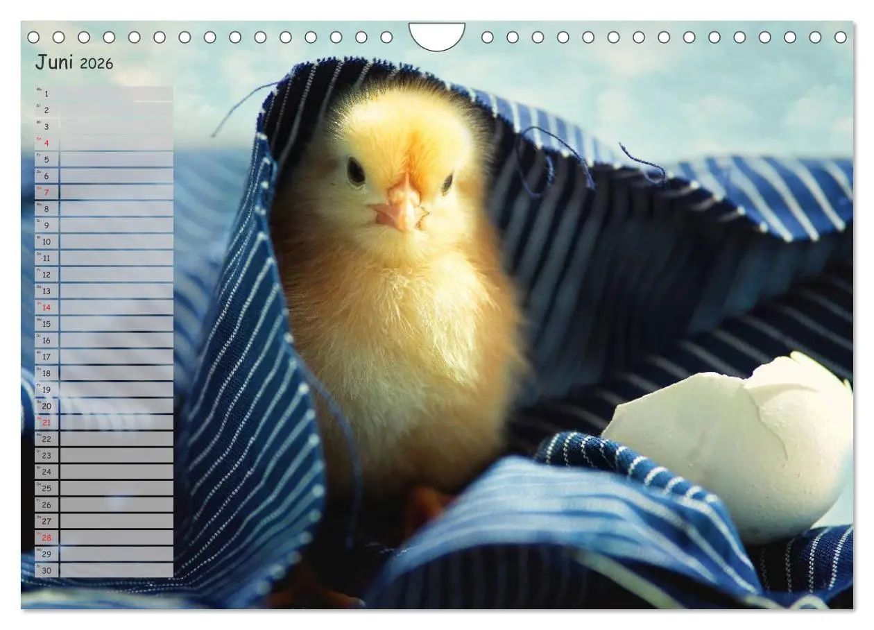Bild: 9783516042559 | Tierisches aus der Küken-Welt (Wandkalender 2026 DIN A4 quer),...