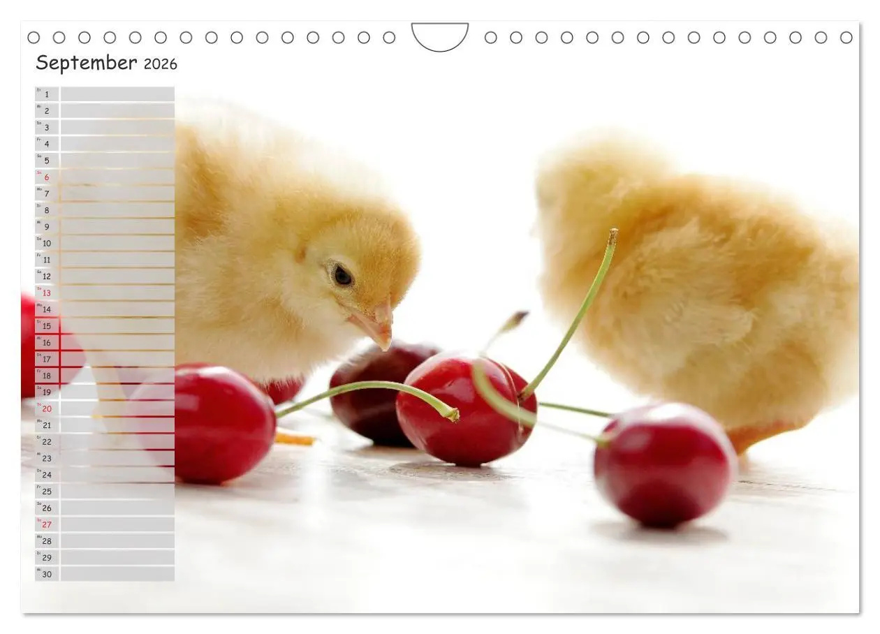 Bild: 9783516042559 | Tierisches aus der Küken-Welt (Wandkalender 2026 DIN A4 quer),...