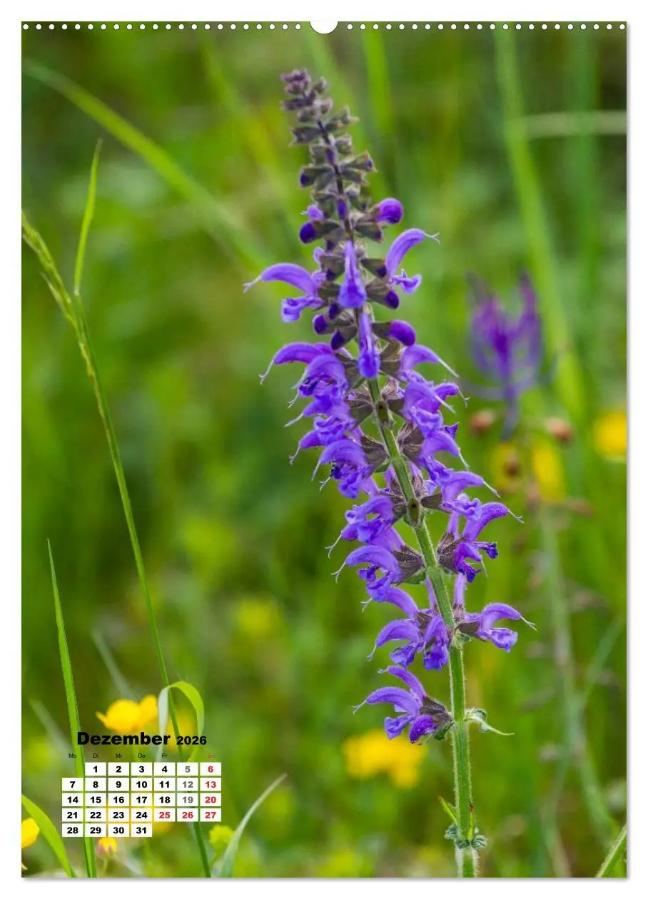 Bild: 9783516422559 | Zauber der Natur - Heimische Orchideen und Wiesenblumen...