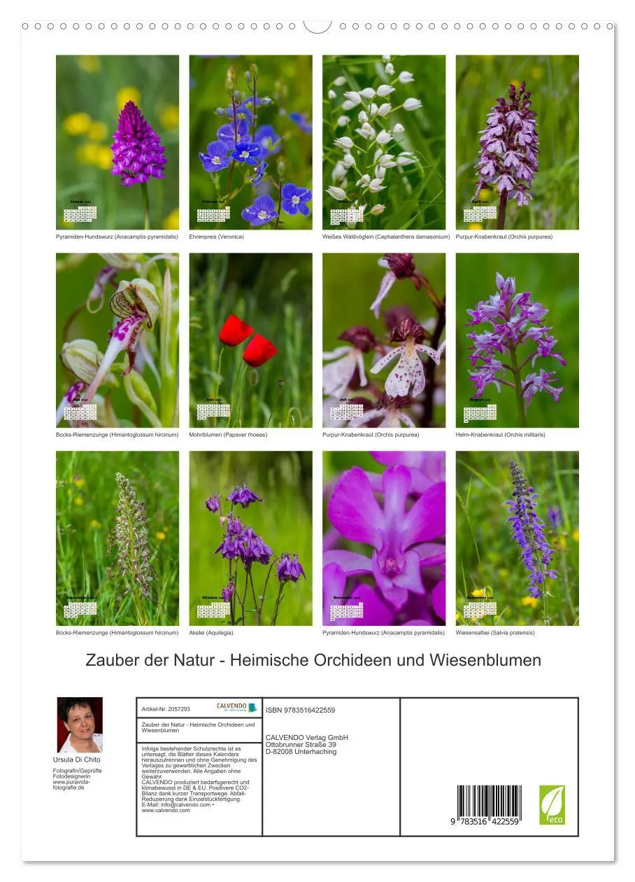 Bild: 9783516422559 | Zauber der Natur - Heimische Orchideen und Wiesenblumen...