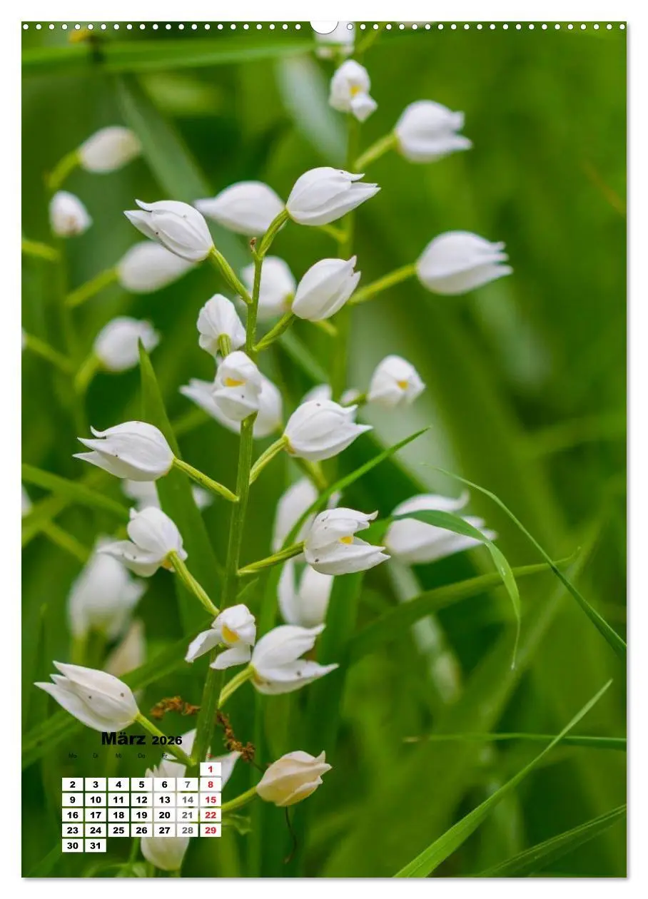 Bild: 9783516422559 | Zauber der Natur - Heimische Orchideen und Wiesenblumen...