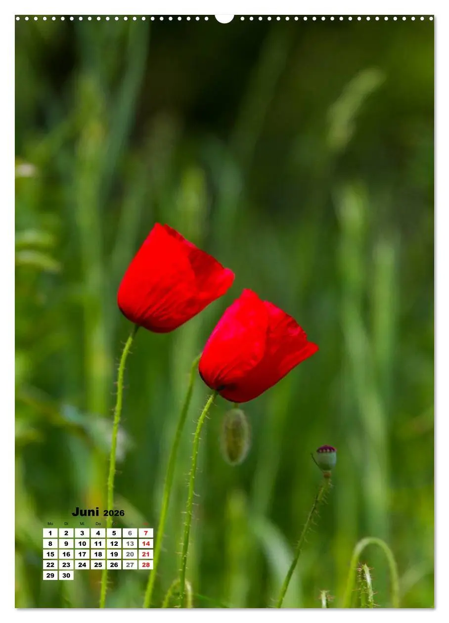 Bild: 9783516422559 | Zauber der Natur - Heimische Orchideen und Wiesenblumen...