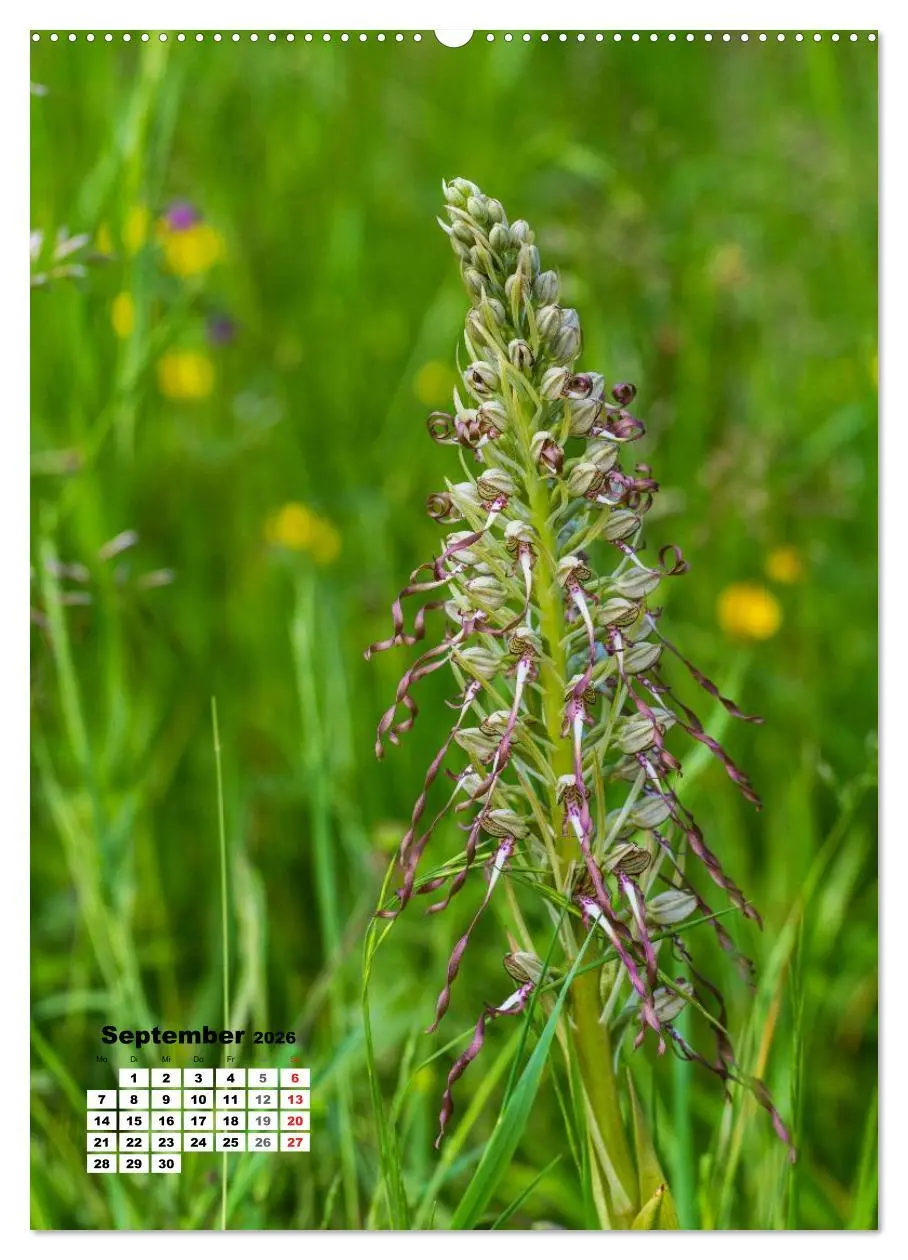 Bild: 9783516422559 | Zauber der Natur - Heimische Orchideen und Wiesenblumen...