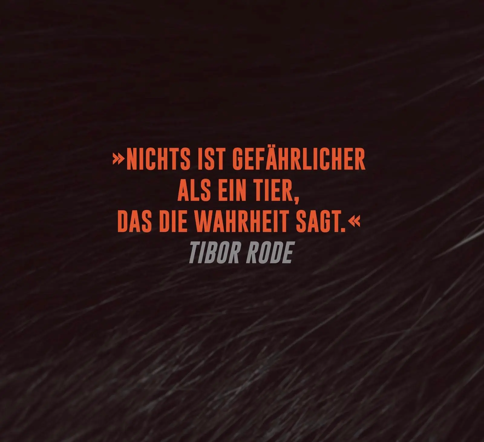 Bild: 9783426562659 | Animal | Tibor Rode | Taschenbuch | 480 S. | Deutsch | 2025 | Droemer