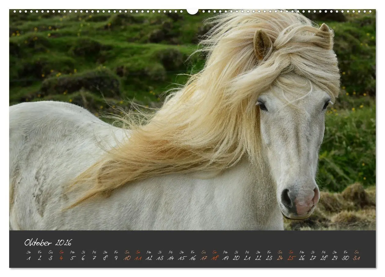 Bild: 9783457322659 | Islandpferde im Isi-Land (hochwertiger Premium Wandkalender 2026...