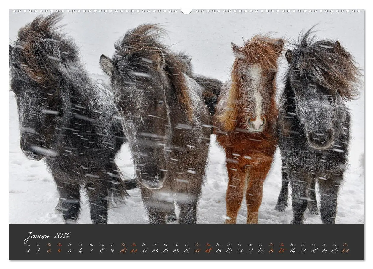 Bild: 9783457322659 | Islandpferde im Isi-Land (hochwertiger Premium Wandkalender 2026...