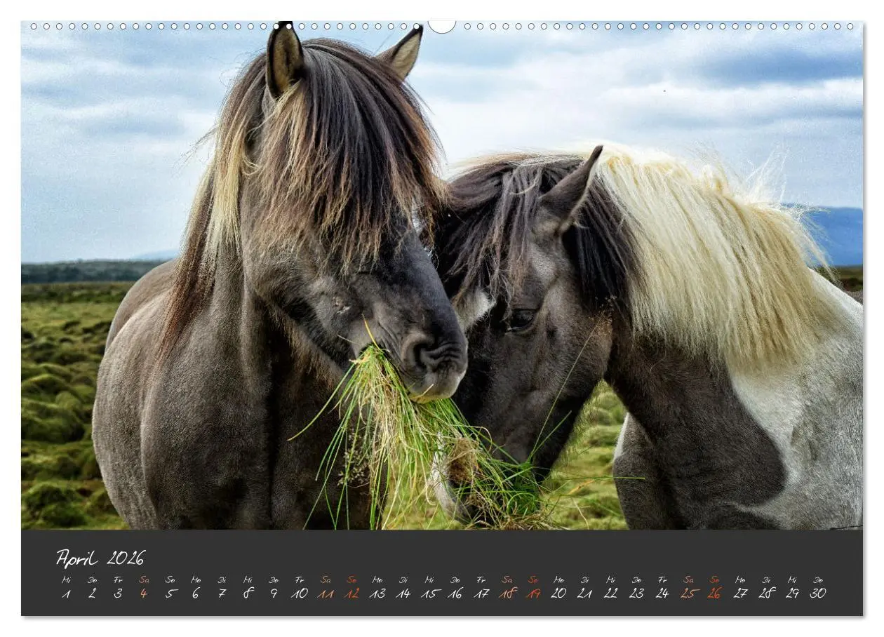 Bild: 9783457322659 | Islandpferde im Isi-Land (hochwertiger Premium Wandkalender 2026...