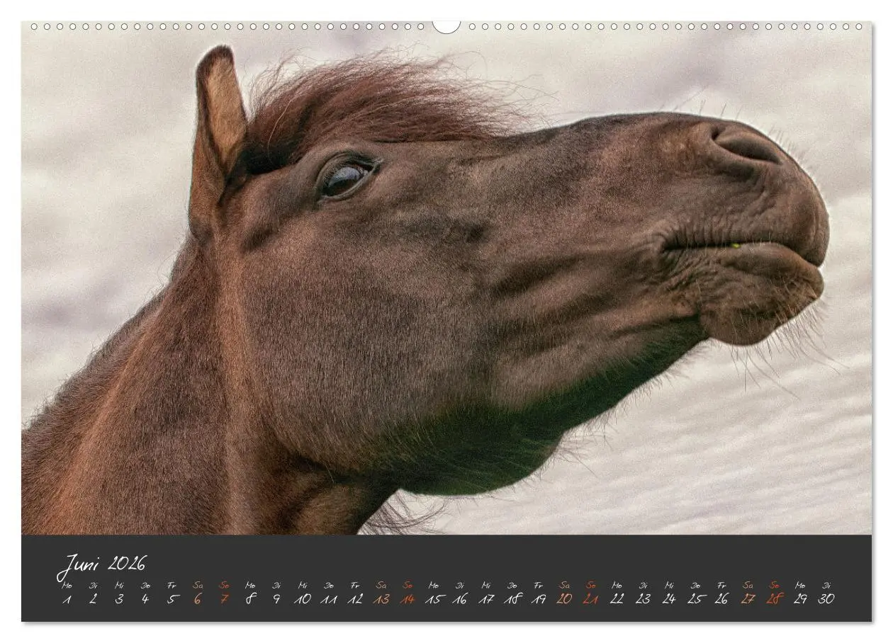 Bild: 9783457322659 | Islandpferde im Isi-Land (hochwertiger Premium Wandkalender 2026...