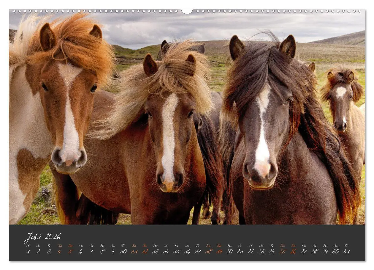 Bild: 9783457322659 | Islandpferde im Isi-Land (hochwertiger Premium Wandkalender 2026...