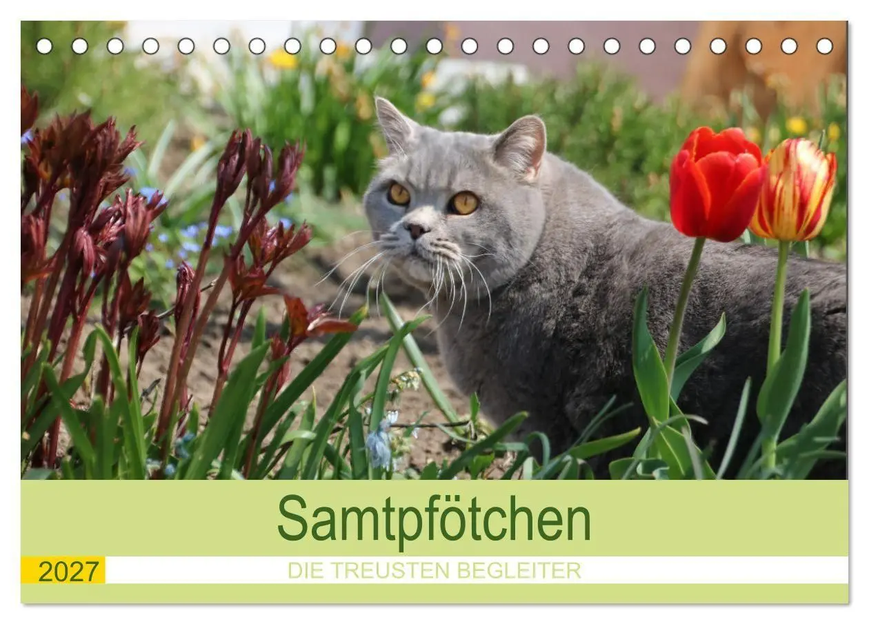 Cover: 9783569502659 | Samtpfötchen - Die treusten Begleiter 2027 (Tischkalender 2027 DIN...