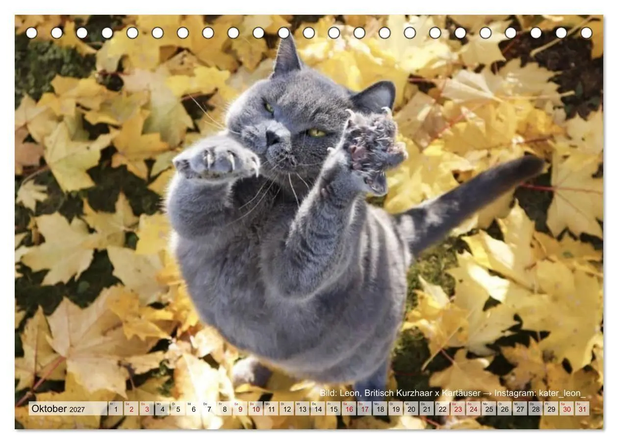 Bild: 9783569502659 | Samtpfötchen - Die treusten Begleiter 2027 (Tischkalender 2027 DIN...