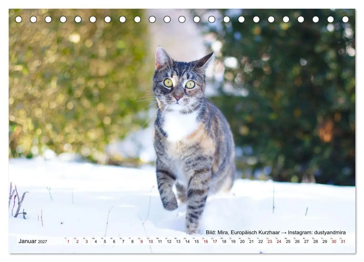 Bild: 9783569502659 | Samtpfötchen - Die treusten Begleiter 2027 (Tischkalender 2027 DIN...