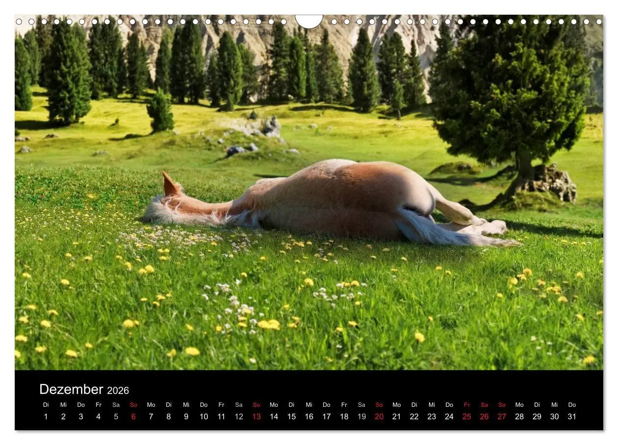 Bild: 9783516022759 | Wunderschöne Haflingerwelt (Wandkalender 2026 DIN A3 quer),...