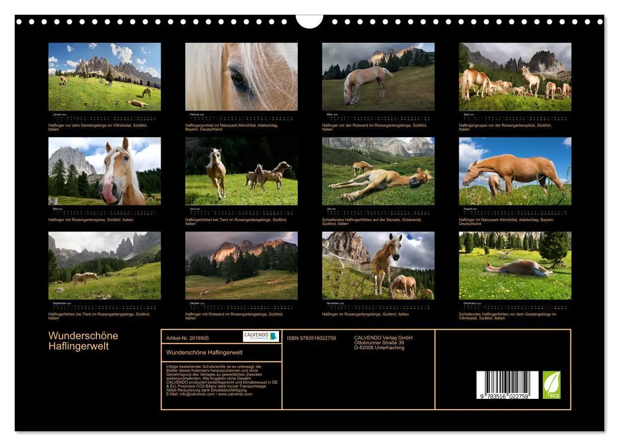 Bild: 9783516022759 | Wunderschöne Haflingerwelt (Wandkalender 2026 DIN A3 quer),...