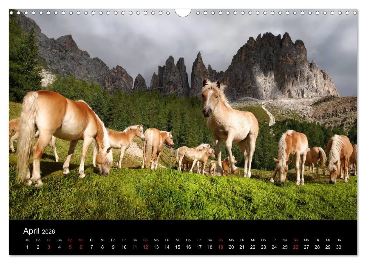 Bild: 9783516022759 | Wunderschöne Haflingerwelt (Wandkalender 2026 DIN A3 quer),...