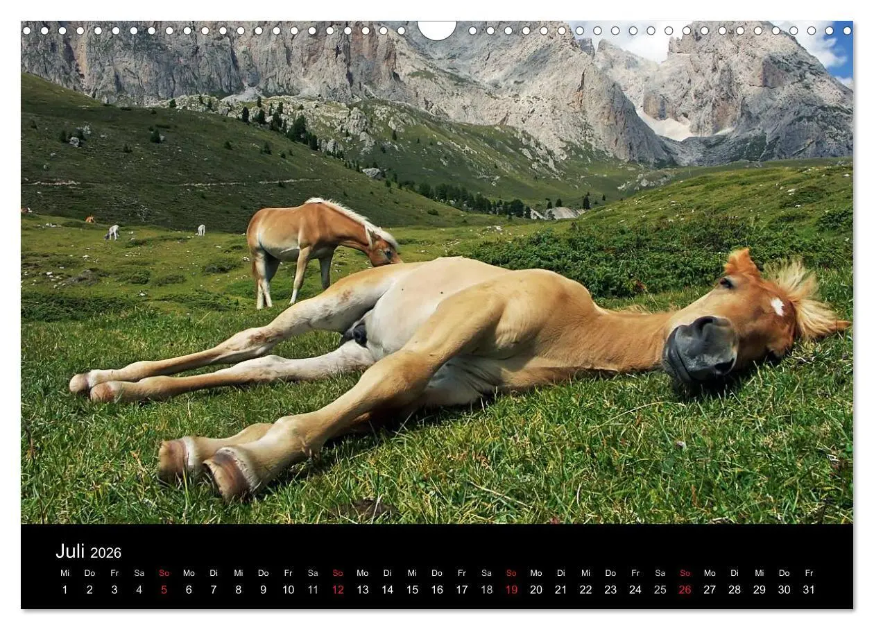Bild: 9783516022759 | Wunderschöne Haflingerwelt (Wandkalender 2026 DIN A3 quer),...