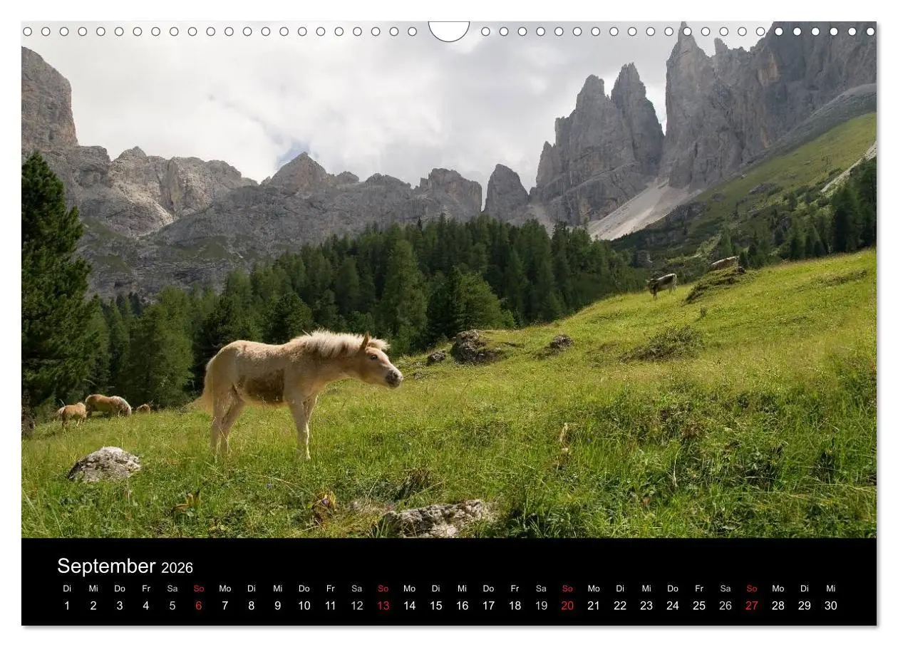 Bild: 9783516022759 | Wunderschöne Haflingerwelt (Wandkalender 2026 DIN A3 quer),...