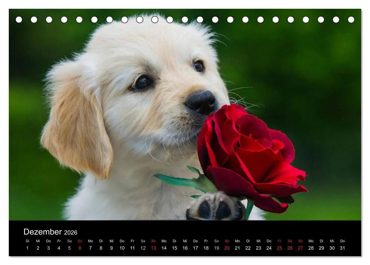 Bild: 9783516192759 | Golden Retriever - Ein Herz auf 4 Pfoten (Tischkalender 2026 DIN A5...