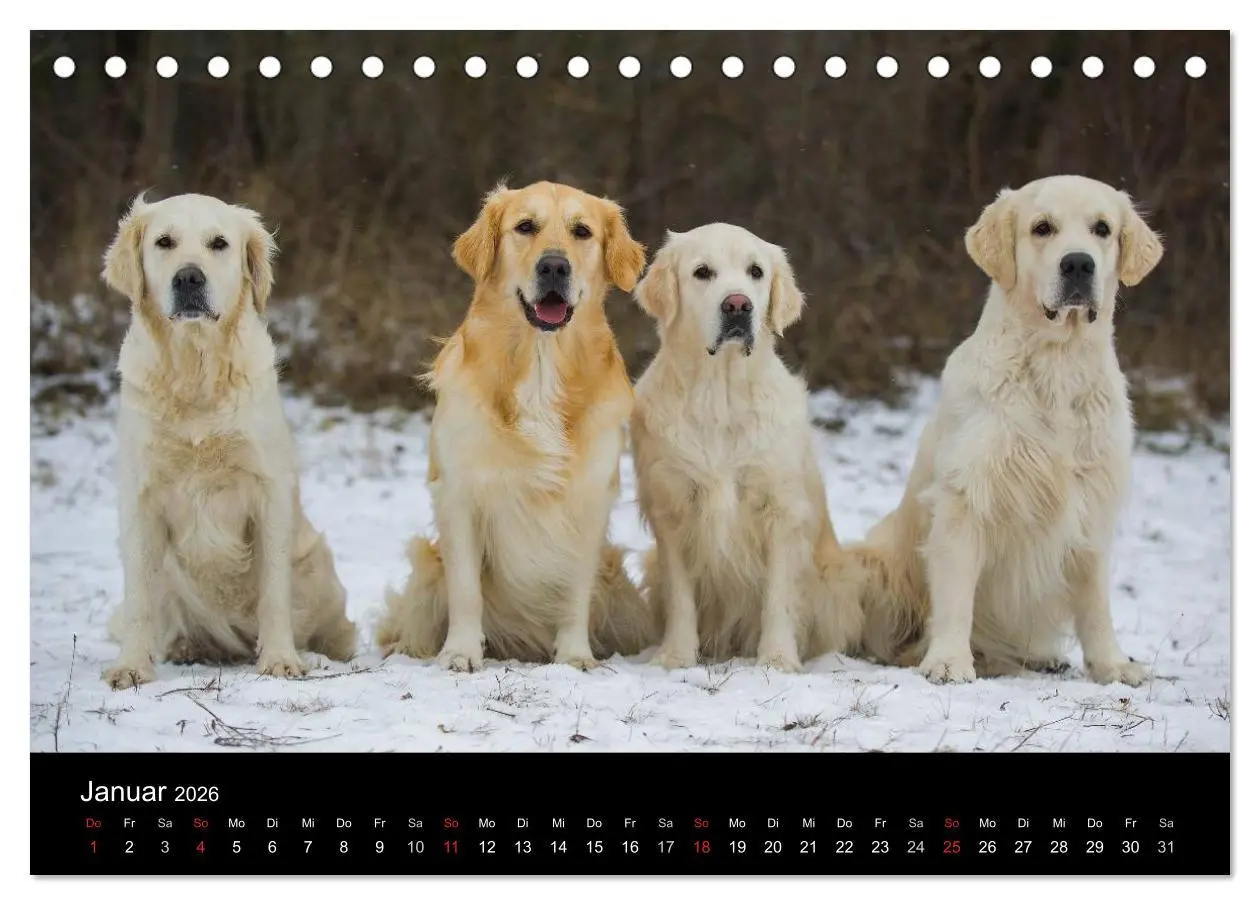 Bild: 9783516192759 | Golden Retriever - Ein Herz auf 4 Pfoten (Tischkalender 2026 DIN A5...