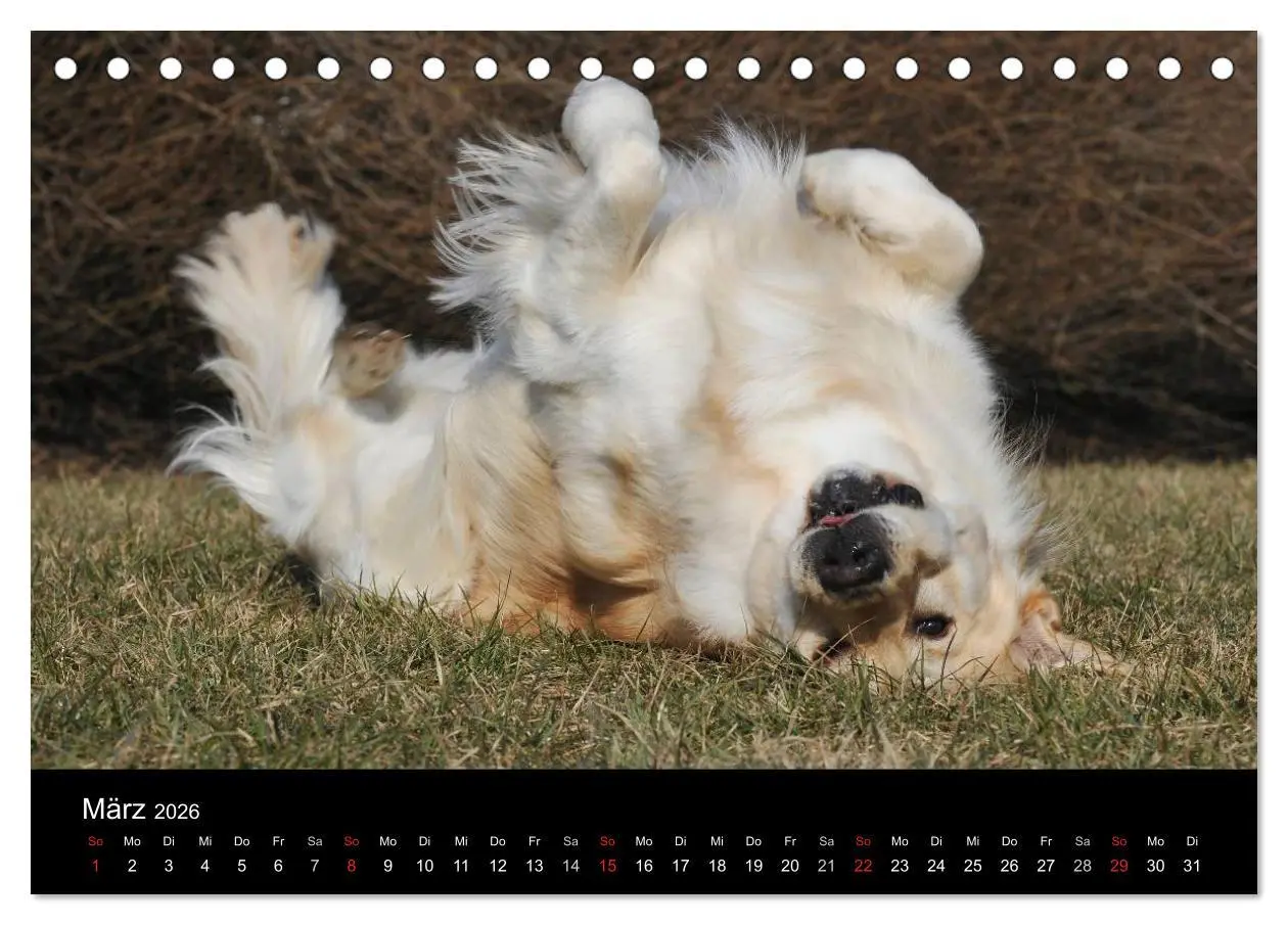 Bild: 9783516192759 | Golden Retriever - Ein Herz auf 4 Pfoten (Tischkalender 2026 DIN A5...