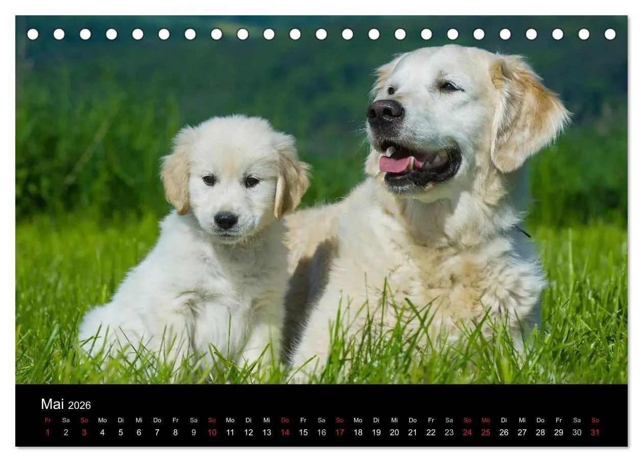 Bild: 9783516192759 | Golden Retriever - Ein Herz auf 4 Pfoten (Tischkalender 2026 DIN A5...