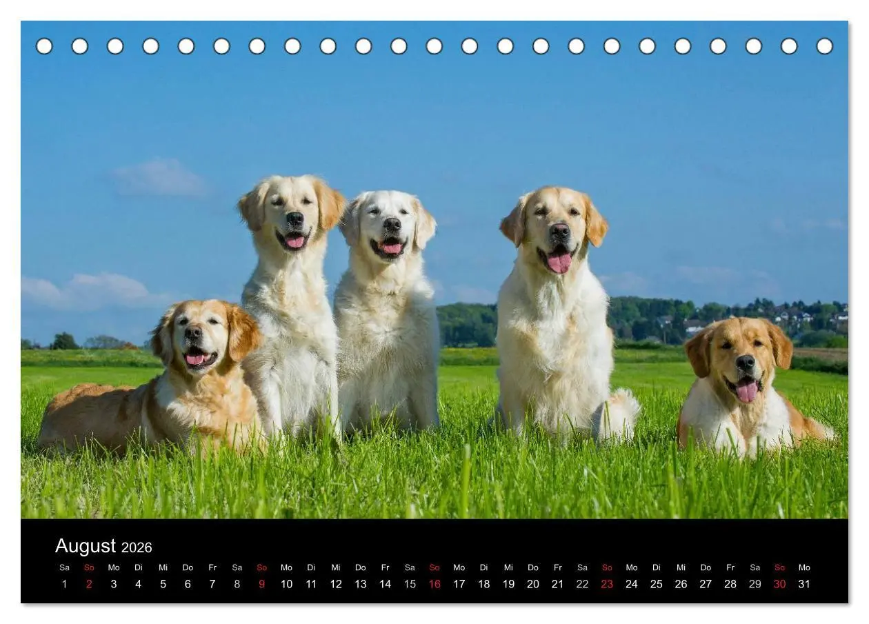 Bild: 9783516192759 | Golden Retriever - Ein Herz auf 4 Pfoten (Tischkalender 2026 DIN A5...