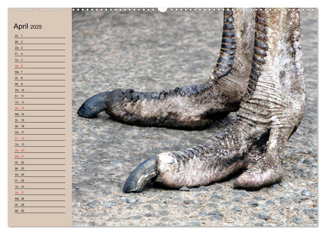Bild: 9783435522859 | Vogel Strauß. Imposanter Riese und Läufer (Wandkalender 2025 DIN A2...