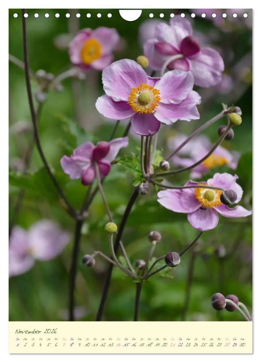Bild: 9783516373059 | Blütenzauber im Garten (Wandkalender 2026 DIN A4 hoch), CALVENDO...
