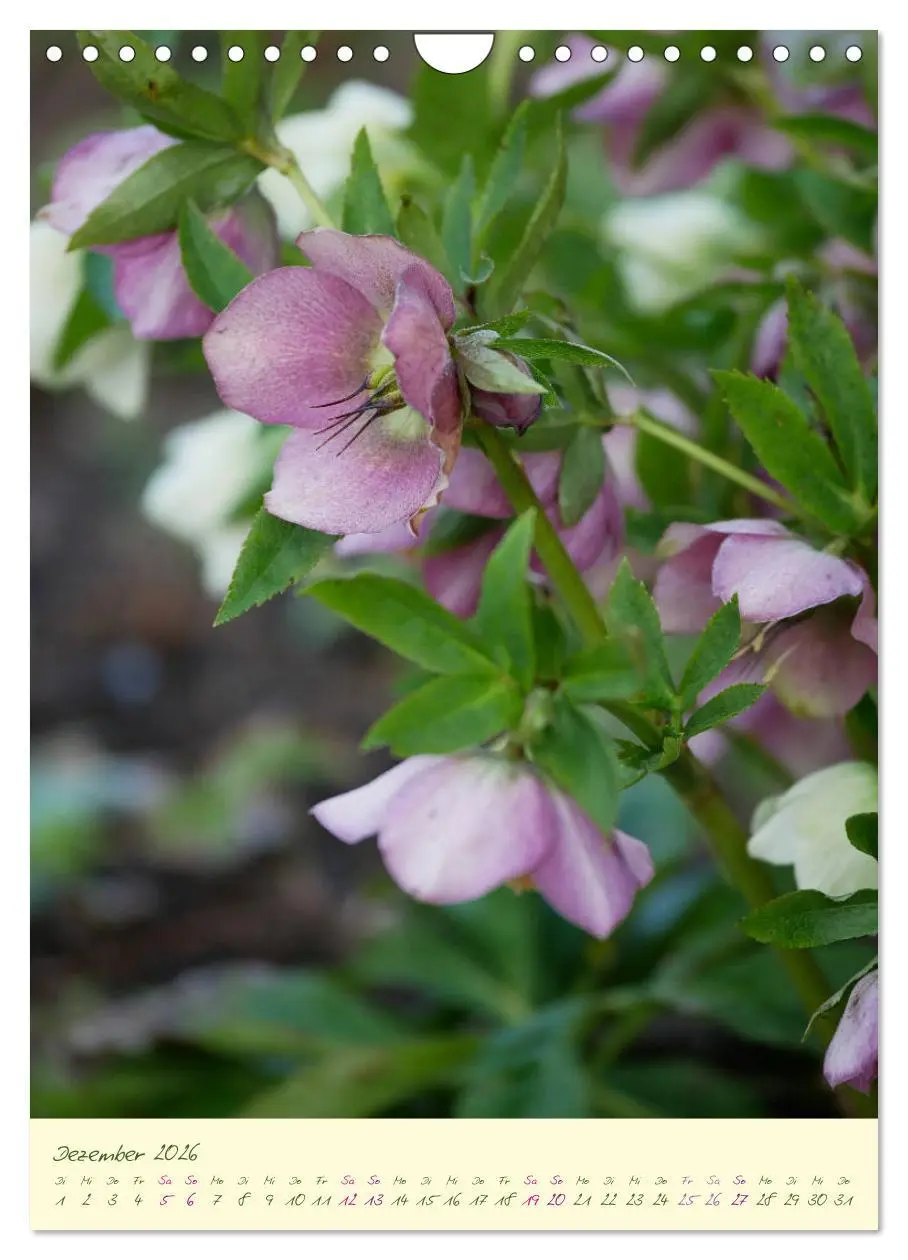 Bild: 9783516373059 | Blütenzauber im Garten (Wandkalender 2026 DIN A4 hoch), CALVENDO...