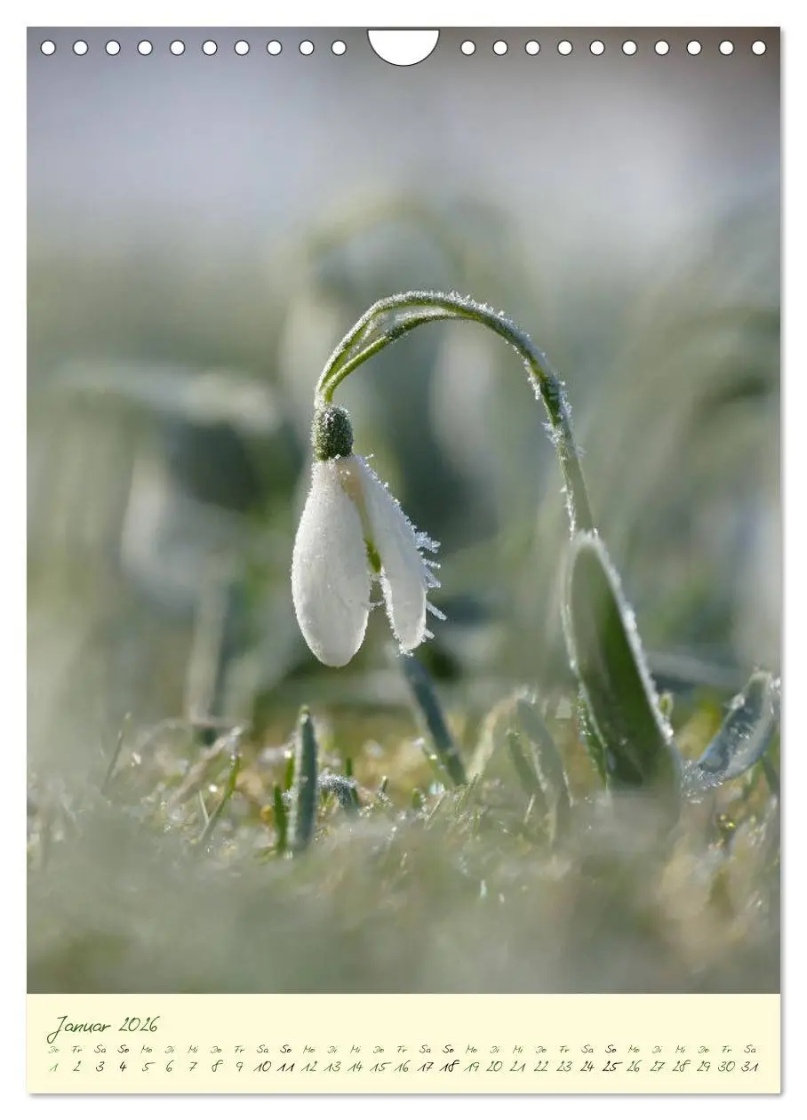 Bild: 9783516373059 | Blütenzauber im Garten (Wandkalender 2026 DIN A4 hoch), CALVENDO...