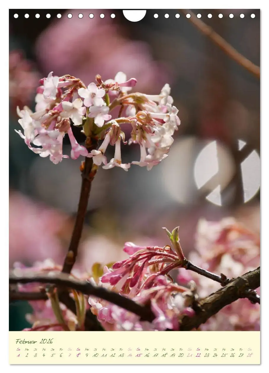 Bild: 9783516373059 | Blütenzauber im Garten (Wandkalender 2026 DIN A4 hoch), CALVENDO...
