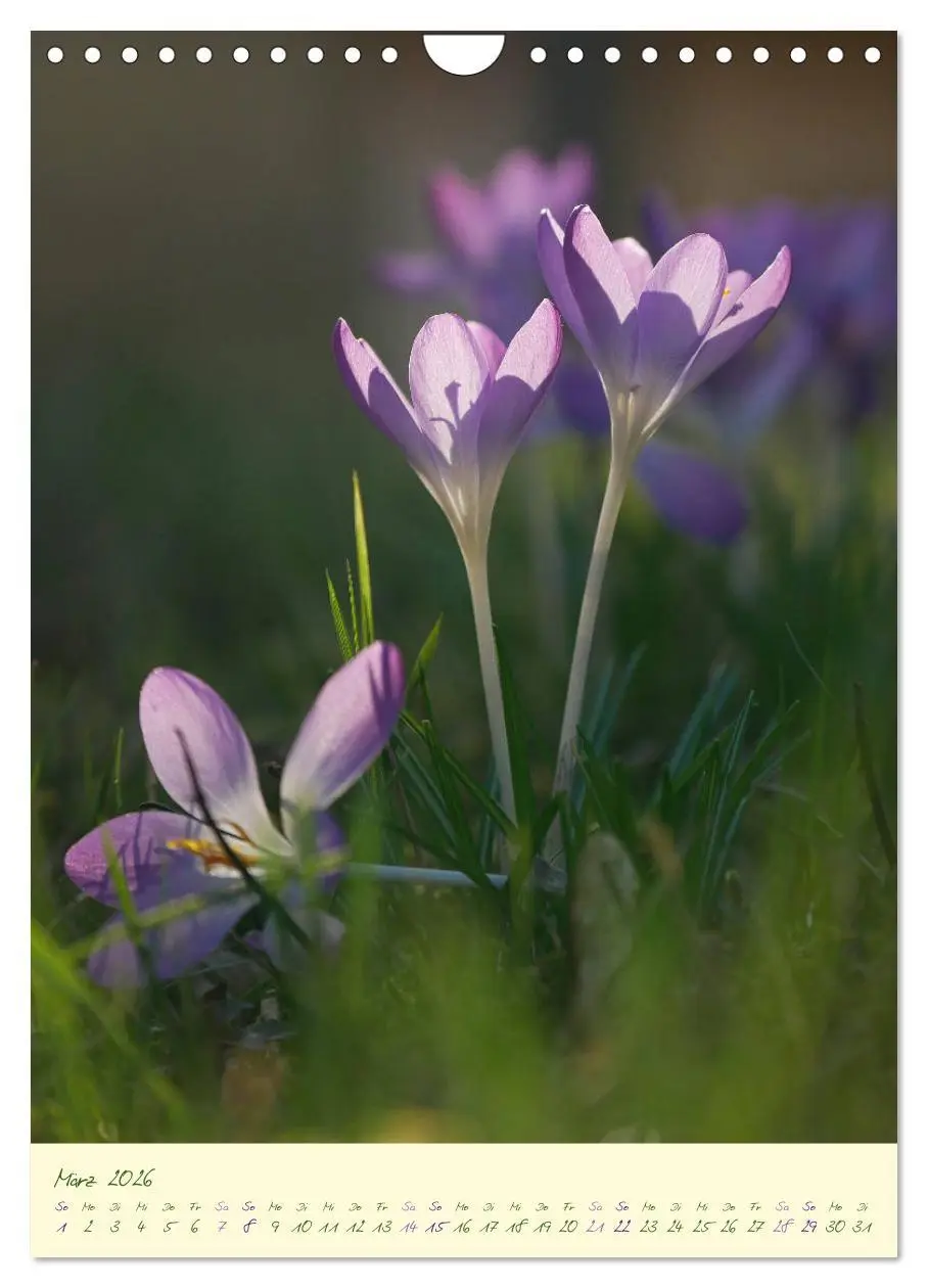 Bild: 9783516373059 | Blütenzauber im Garten (Wandkalender 2026 DIN A4 hoch), CALVENDO...