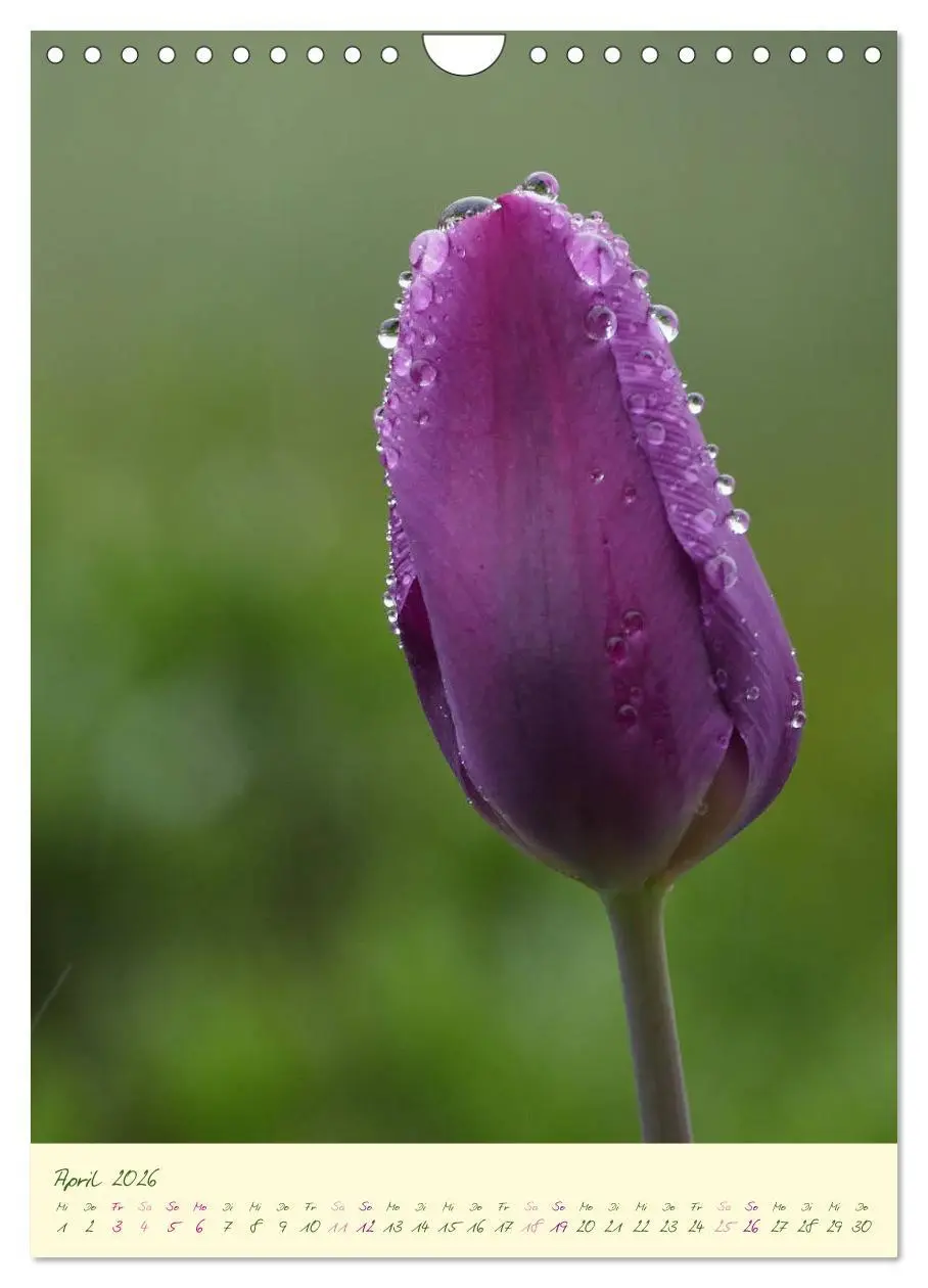 Bild: 9783516373059 | Blütenzauber im Garten (Wandkalender 2026 DIN A4 hoch), CALVENDO...