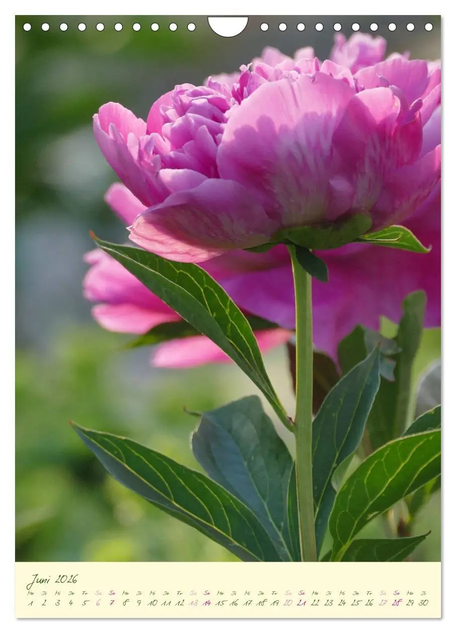 Bild: 9783516373059 | Blütenzauber im Garten (Wandkalender 2026 DIN A4 hoch), CALVENDO...