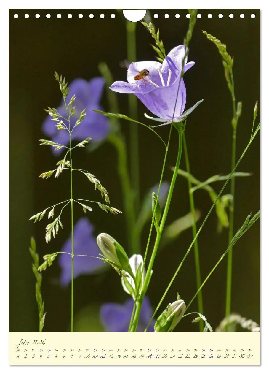 Bild: 9783516373059 | Blütenzauber im Garten (Wandkalender 2026 DIN A4 hoch), CALVENDO...