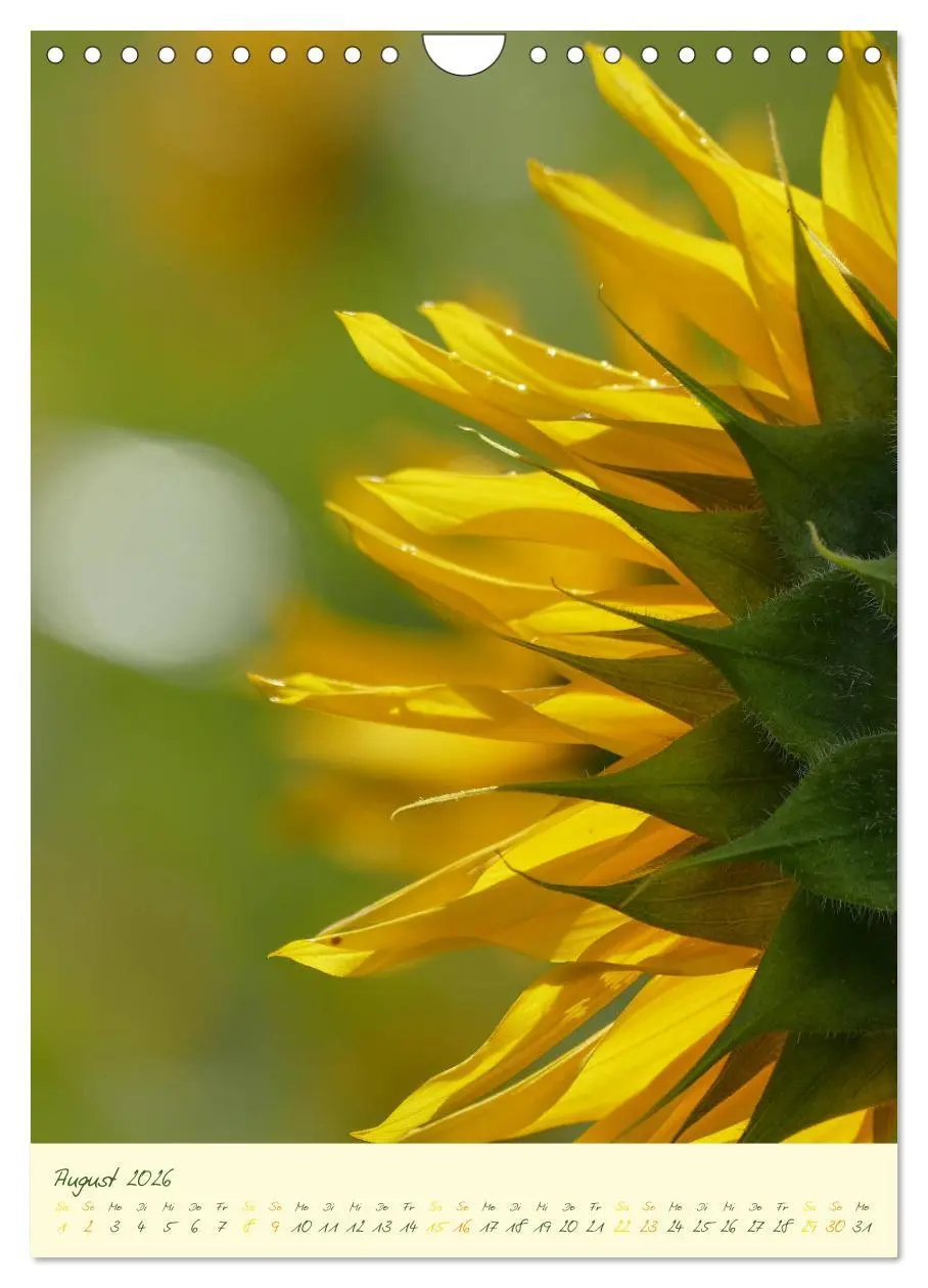 Bild: 9783516373059 | Blütenzauber im Garten (Wandkalender 2026 DIN A4 hoch), CALVENDO...