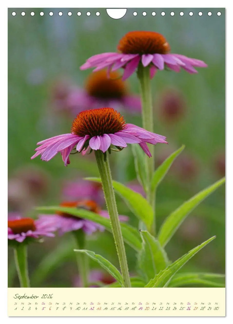 Bild: 9783516373059 | Blütenzauber im Garten (Wandkalender 2026 DIN A4 hoch), CALVENDO...