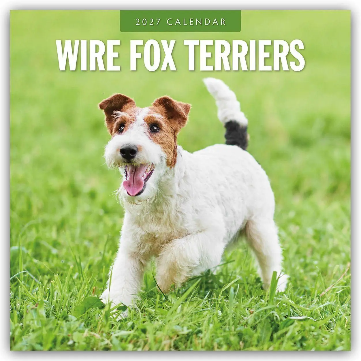 Cover: 9781837013159 | Wire Fox Terriers - Drahthaar Foxterrier 2027 - 16-Monatskalender