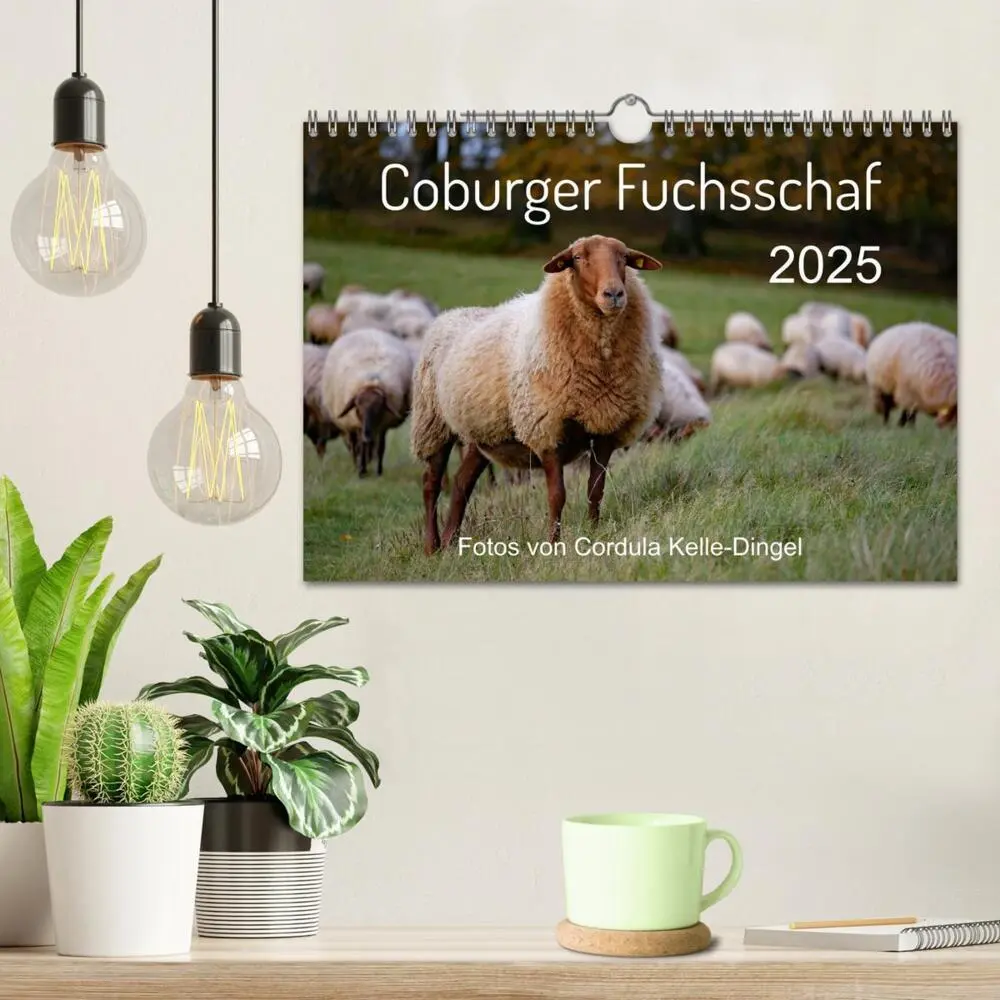 Bild: 9783435173259 | Coburger Fuchsschaf (Wandkalender 2025 DIN A4 quer), CALVENDO...