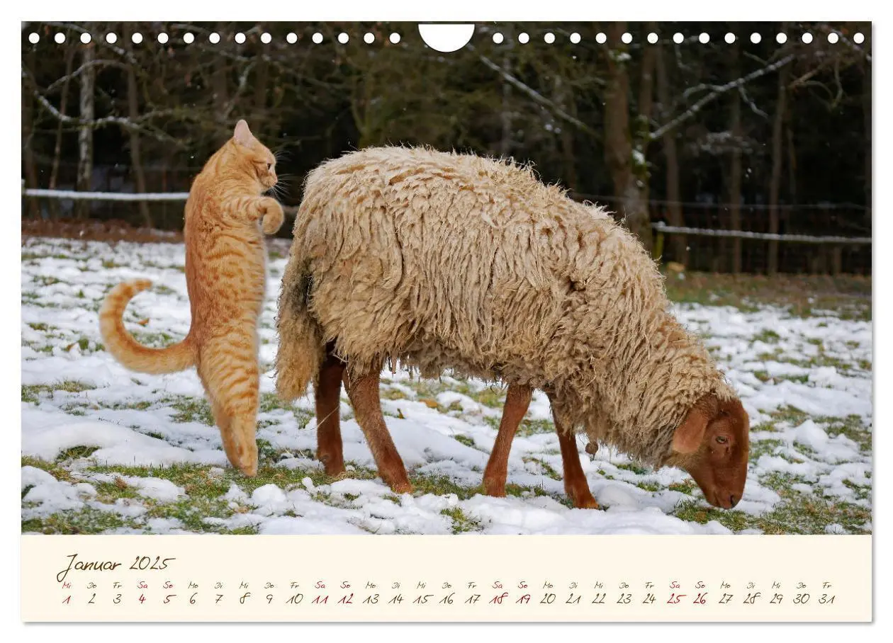 Bild: 9783435173259 | Coburger Fuchsschaf (Wandkalender 2025 DIN A4 quer), CALVENDO...