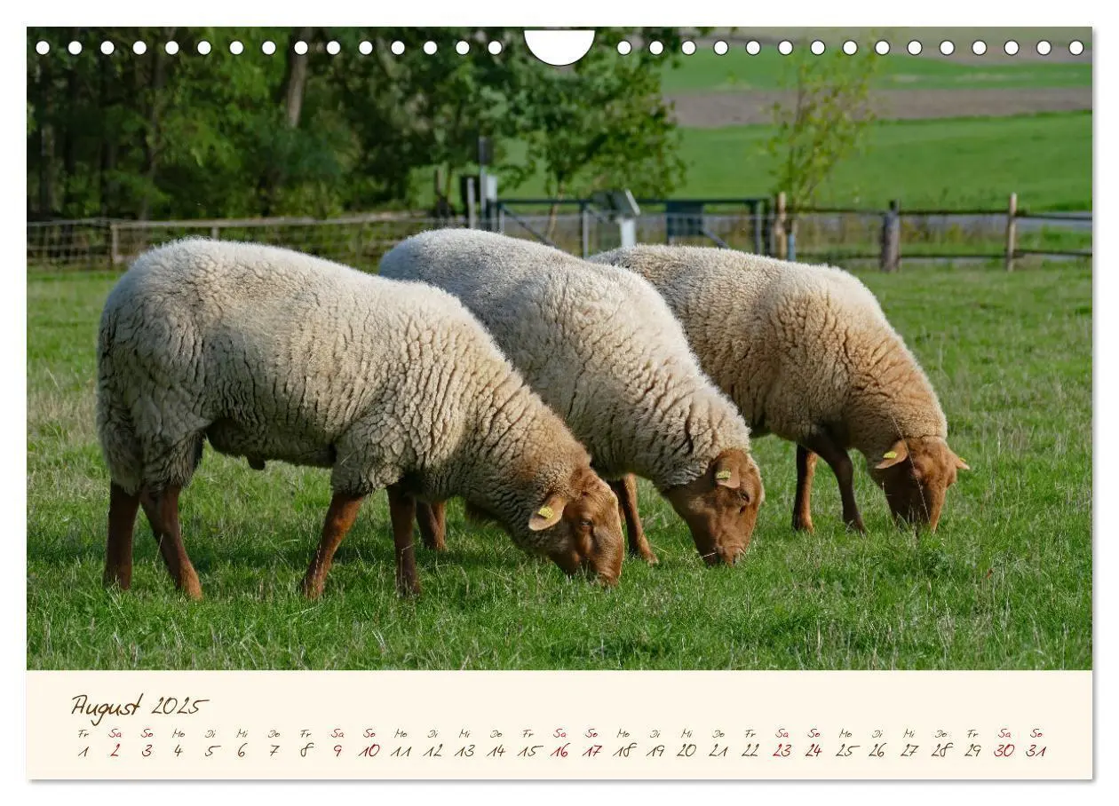 Bild: 9783435173259 | Coburger Fuchsschaf (Wandkalender 2025 DIN A4 quer), CALVENDO...