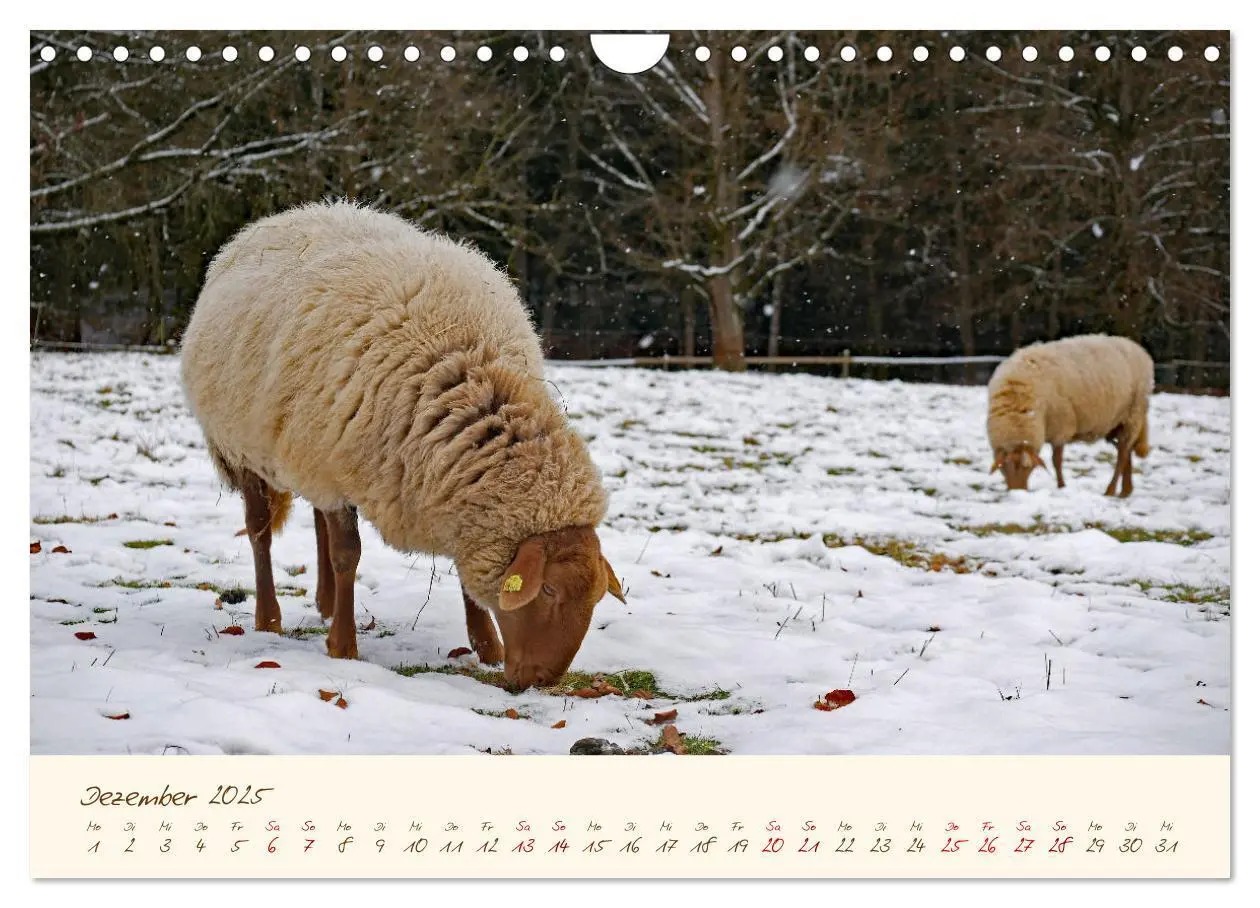 Bild: 9783435173259 | Coburger Fuchsschaf (Wandkalender 2025 DIN A4 quer), CALVENDO...