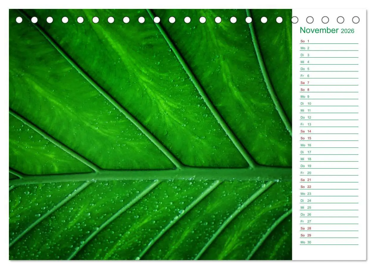 Bild: 9783457643259 | Grün Makrofotografien aus der grünen Welt der Pflanzen als...