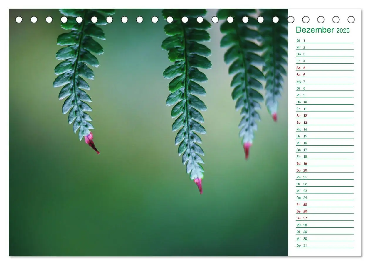 Bild: 9783457643259 | Grün Makrofotografien aus der grünen Welt der Pflanzen als...