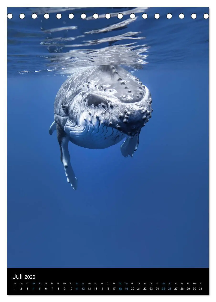 Bild: 9783516413359 | Im Reich der Wale (Tischkalender 2026 DIN A5 hoch), CALVENDO...