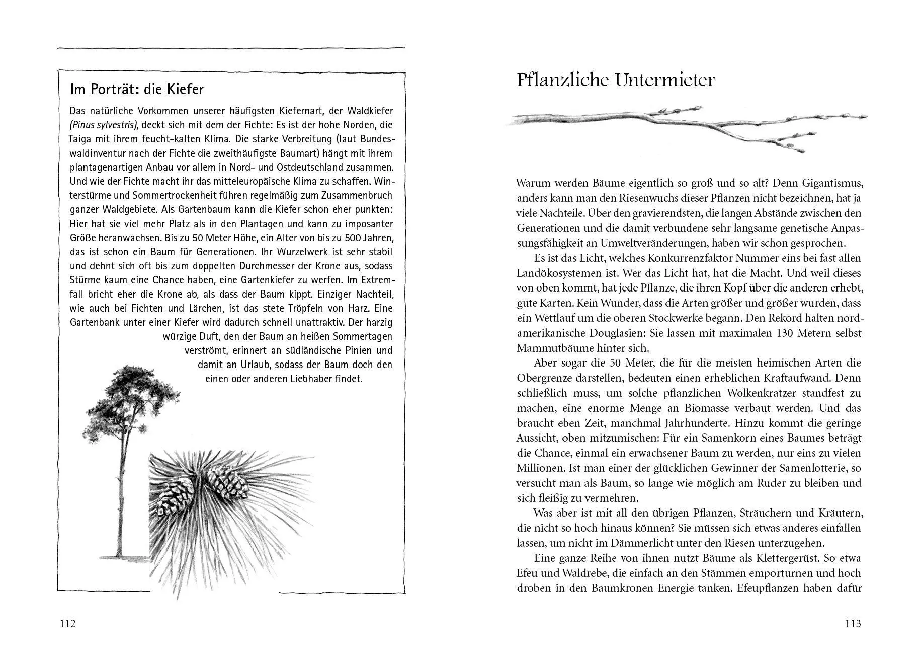 Bild: 9783895663659 | Bäume verstehen | Peter Wohlleben | Buch | 192 S. | Deutsch | 2016