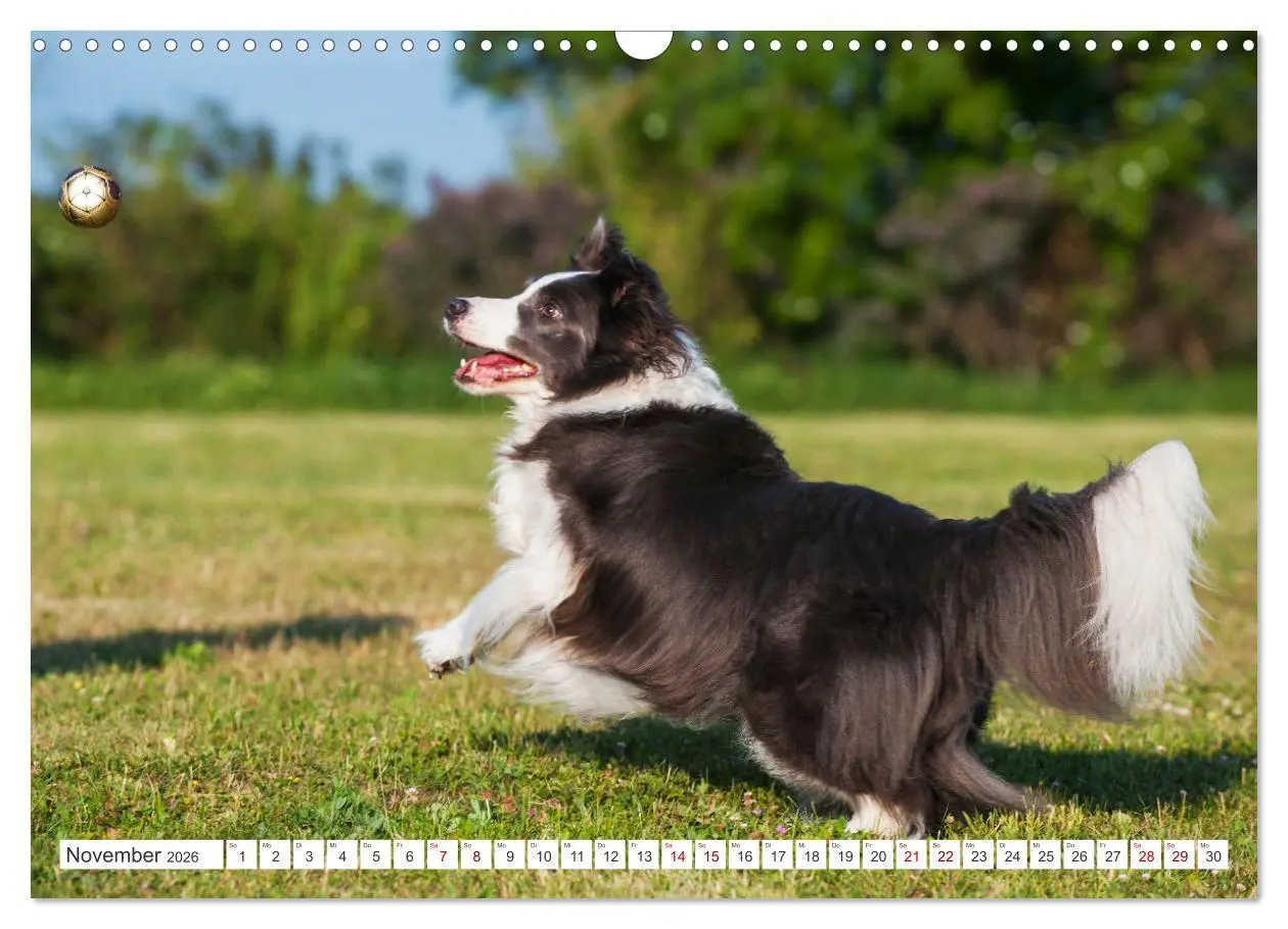 Bild: 9783457383759 | Border Collie - Das Universalgenie unter den Hunden (Wandkalender...