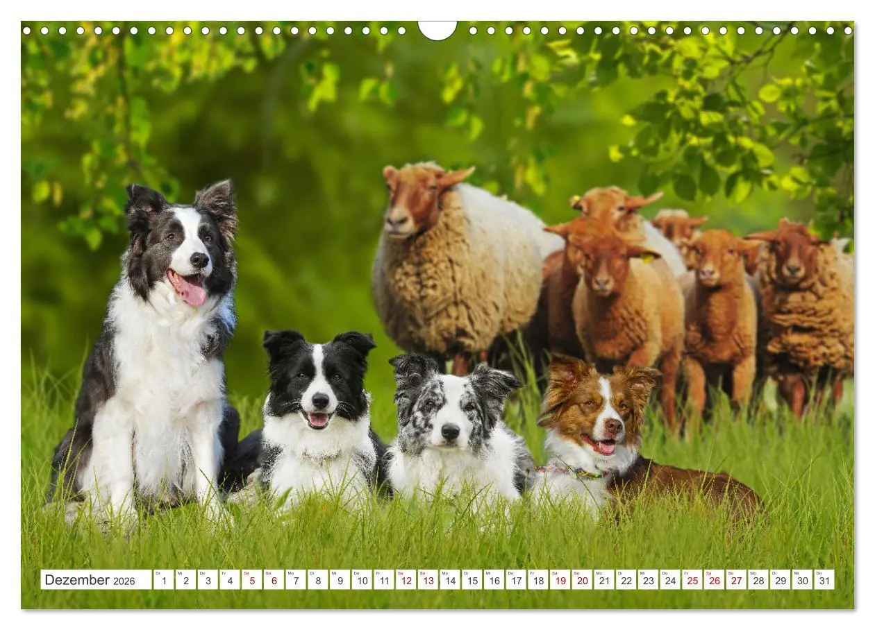 Bild: 9783457383759 | Border Collie - Das Universalgenie unter den Hunden (Wandkalender...