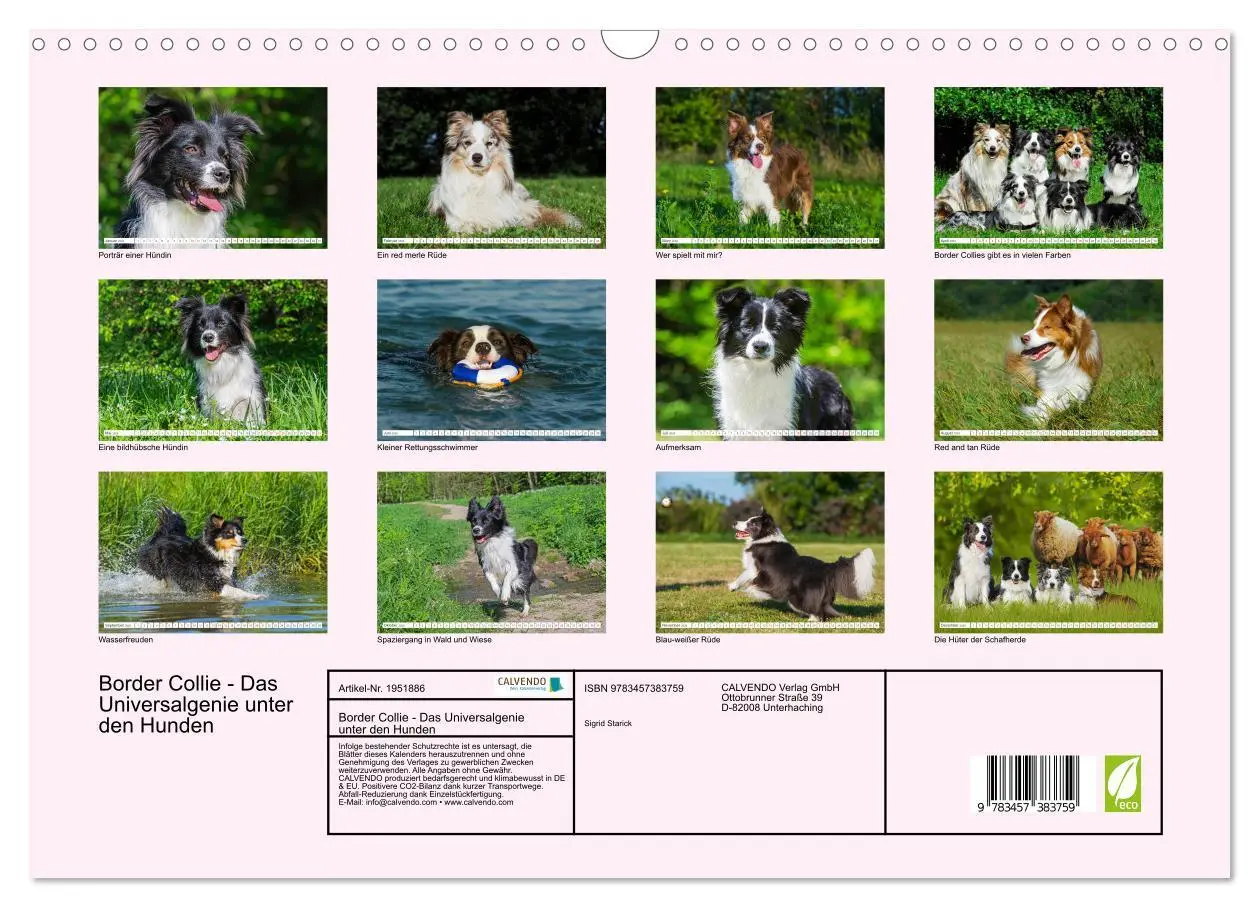 Bild: 9783457383759 | Border Collie - Das Universalgenie unter den Hunden (Wandkalender...